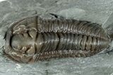 Flexicalymene Trilobite Fossil - Indiana #289058-1